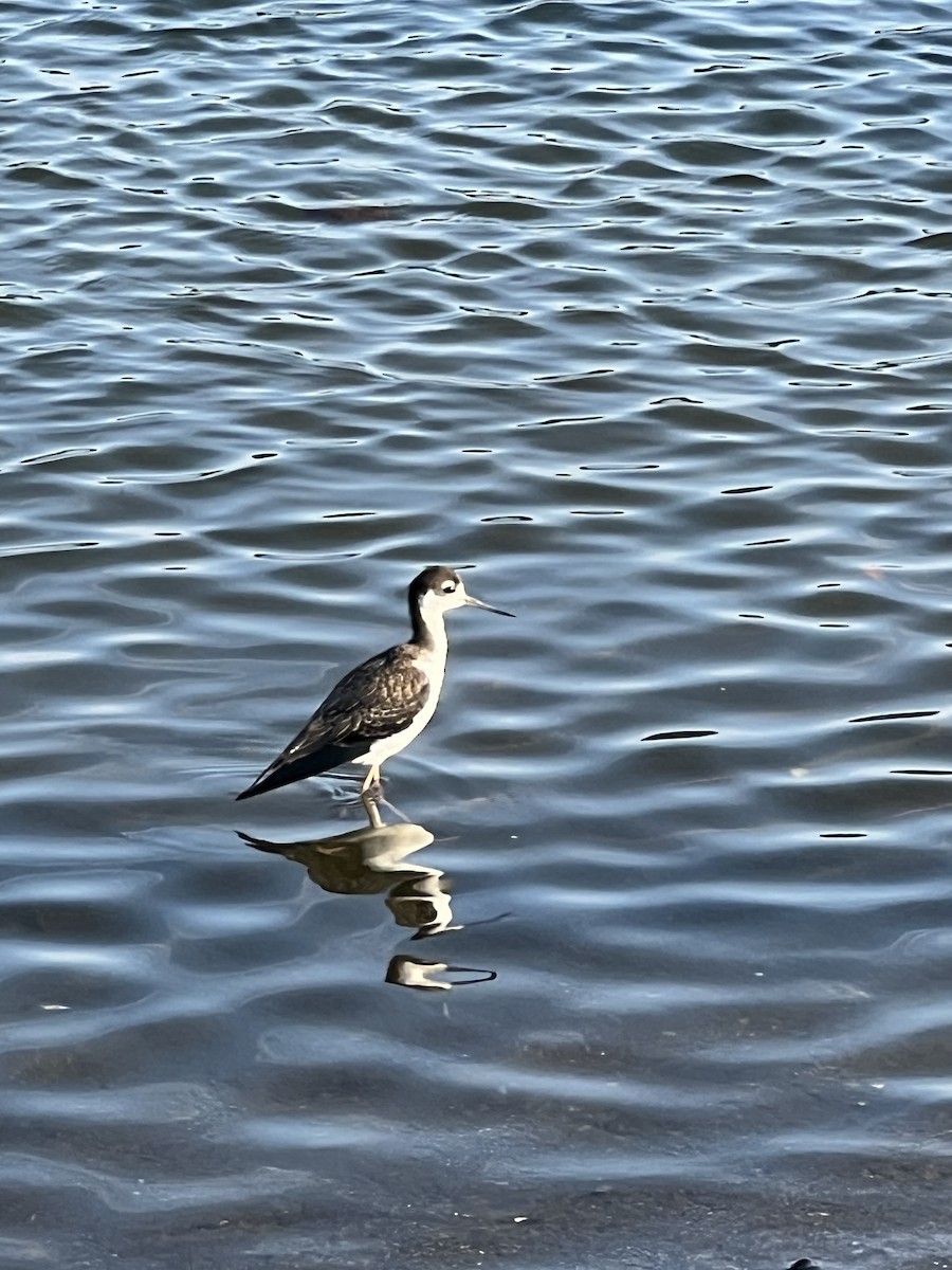 Black-necked Stilt - ML640312555
