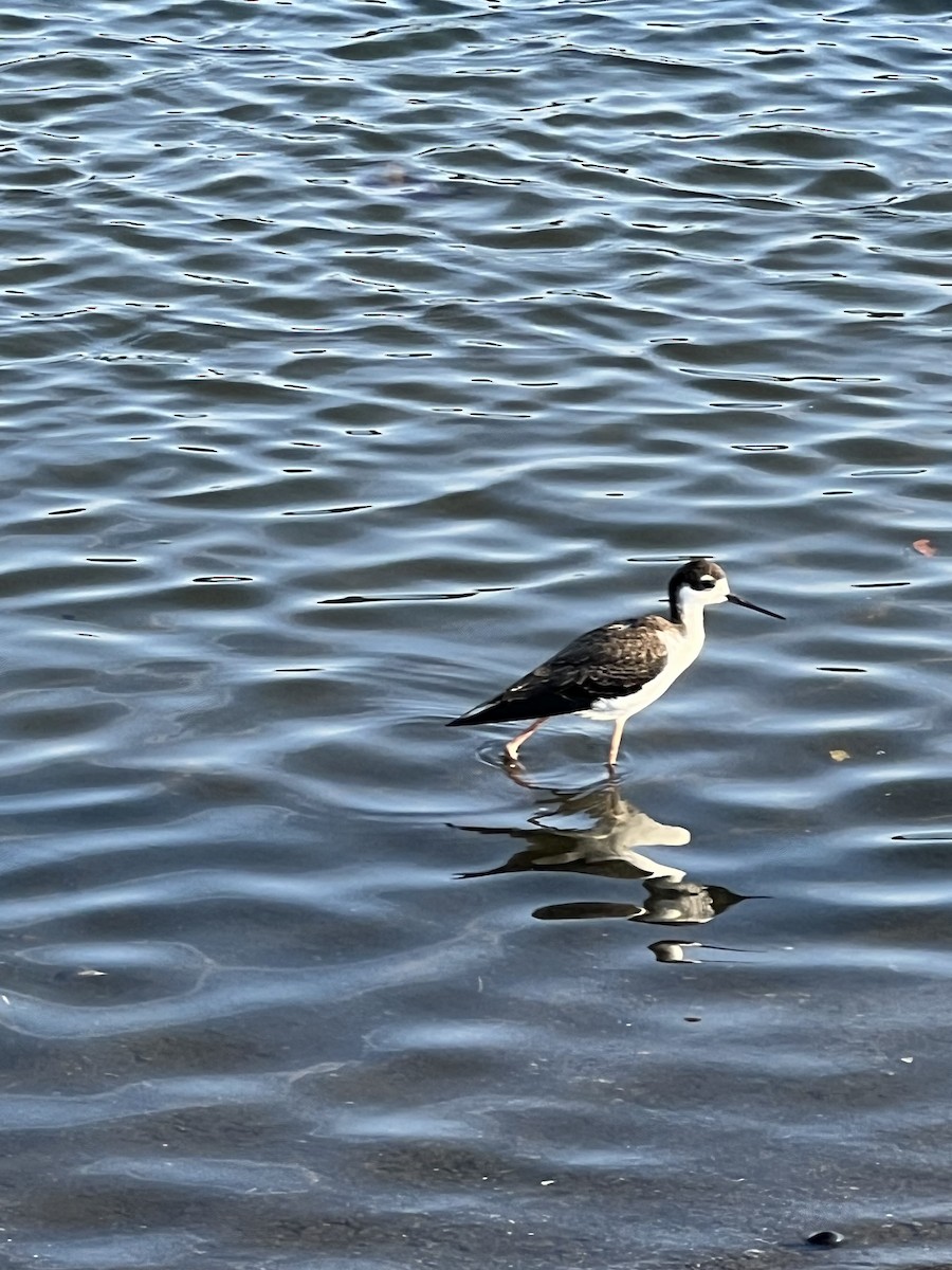 Black-necked Stilt - ML640312556