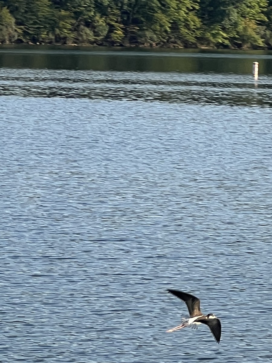 Black-necked Stilt - ML640312558