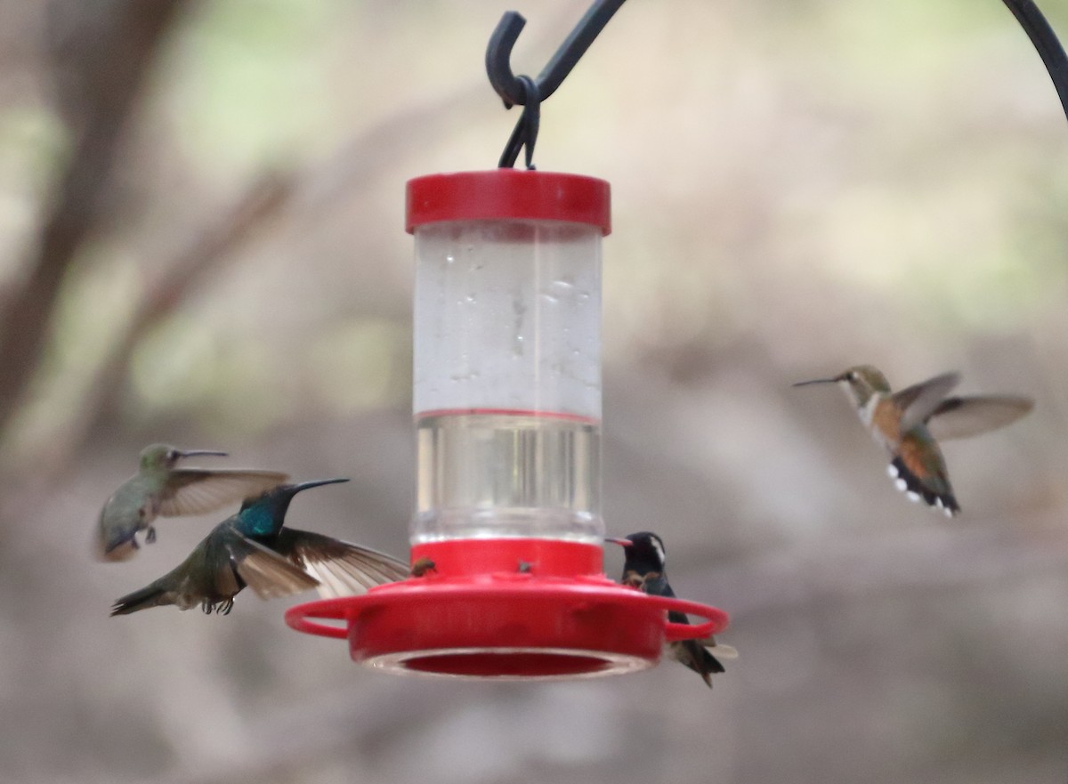 White-eared Hummingbird - ML640312569