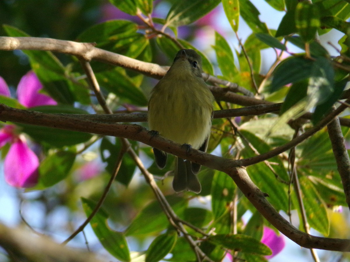 Greenish Tyrannulet - ML640312628