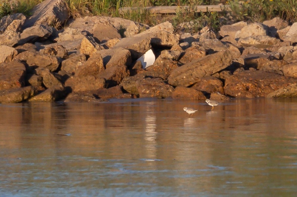 Piping Plover - ML640312631