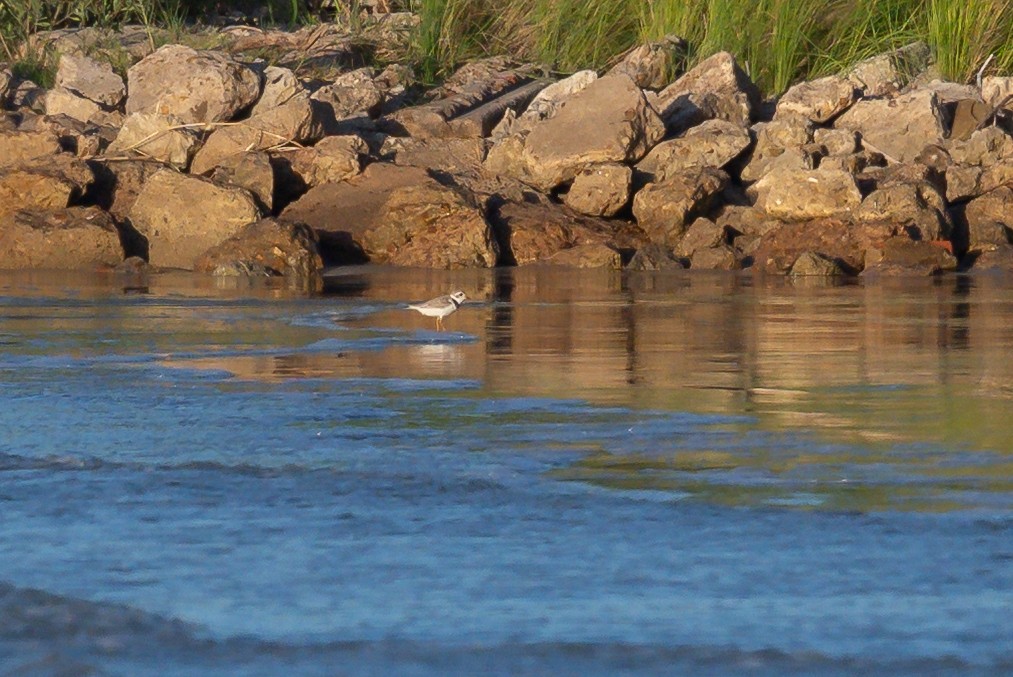 Piping Plover - ML640312635