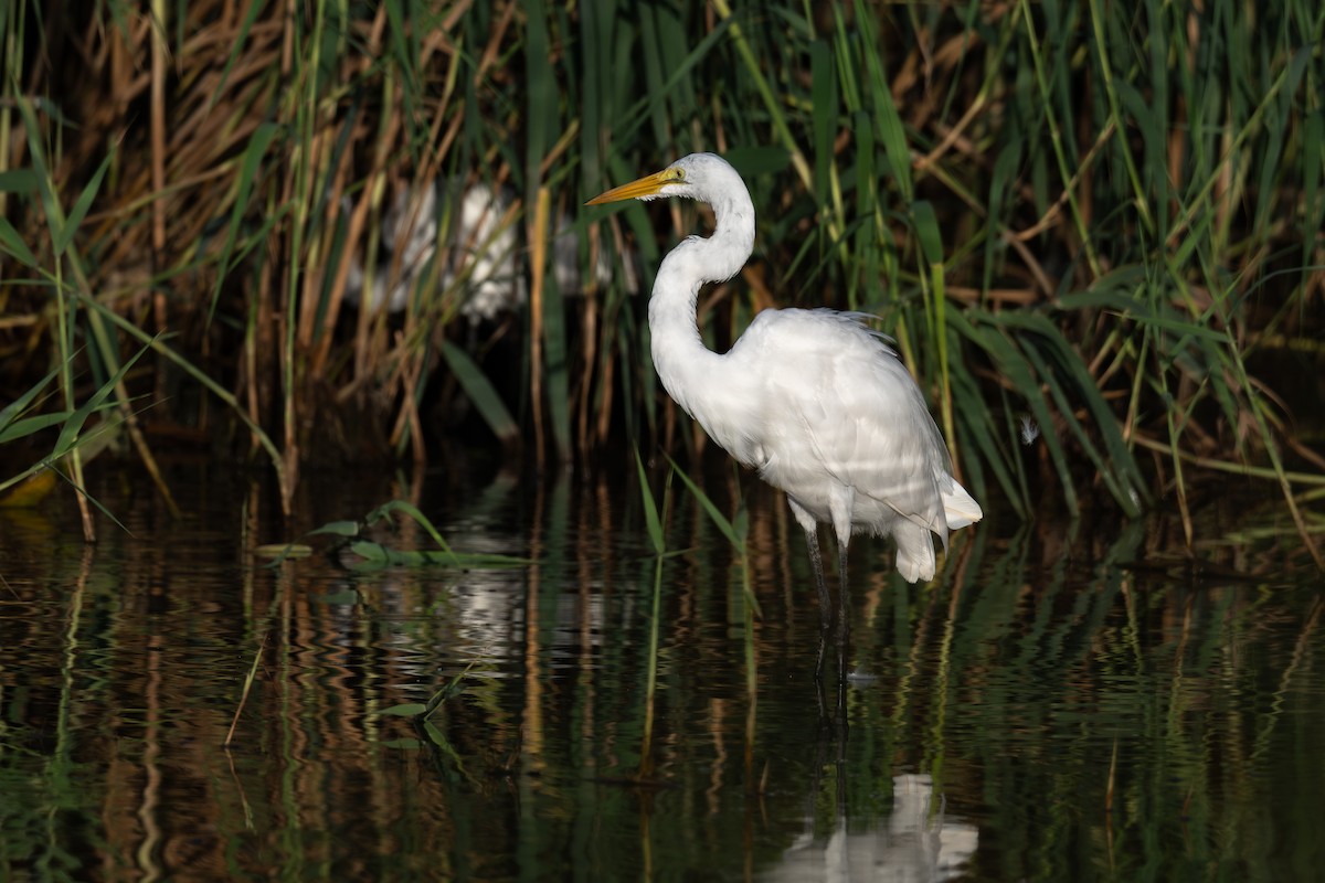 Great Egret - ML640312649