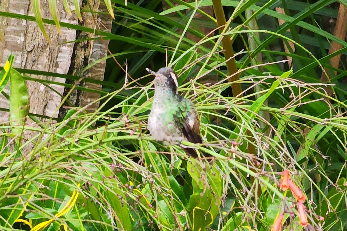 White-eared Hummingbird - ML640312664