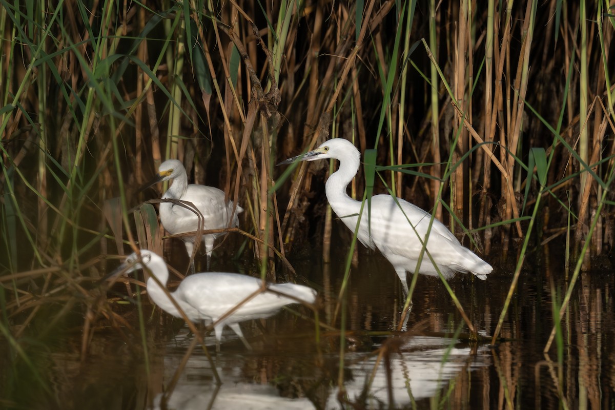 Snowy Egret - ML640312675