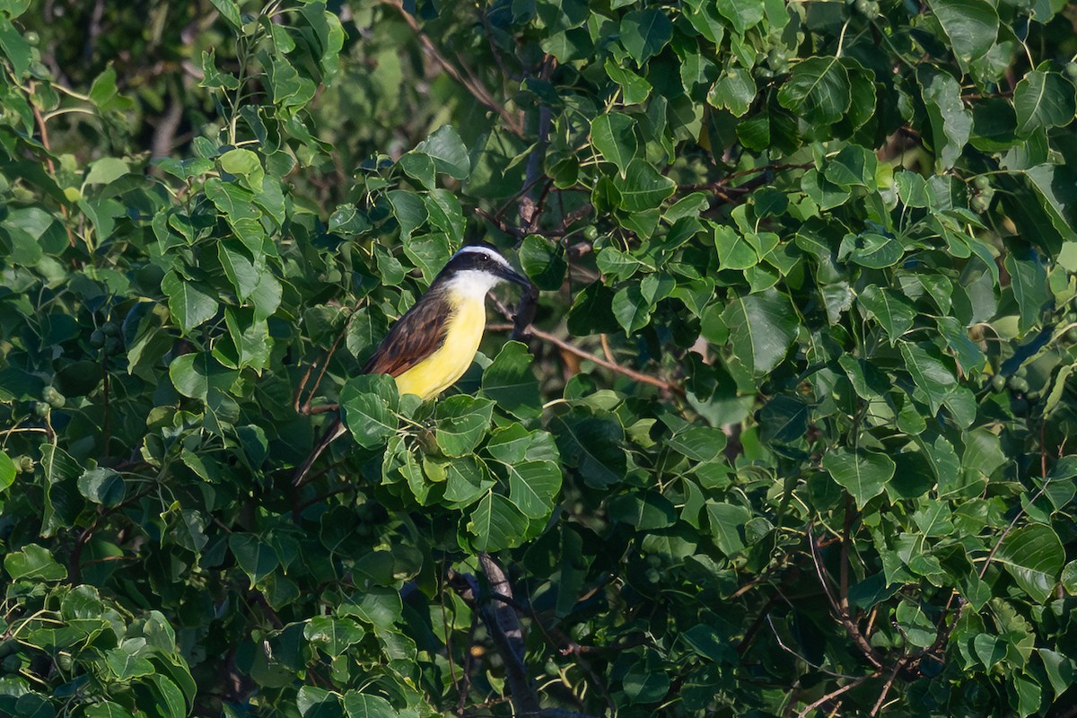 Great Kiskadee - ML640312683