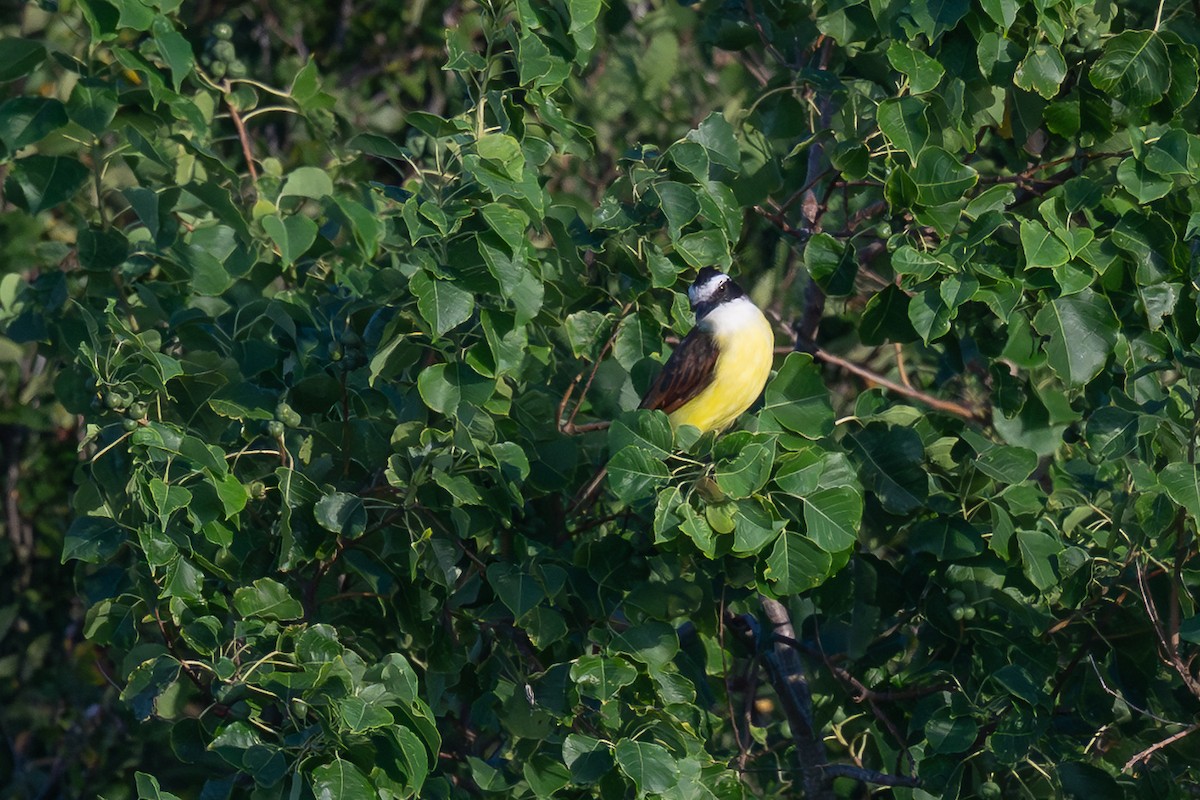 Great Kiskadee - ML640312684