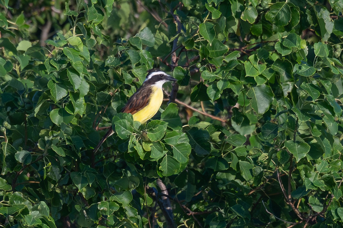 Great Kiskadee - ML640312685