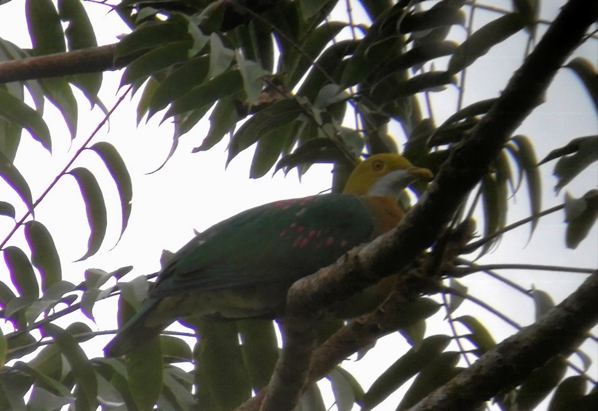 Pink-spotted Fruit-Dove - ML640312687