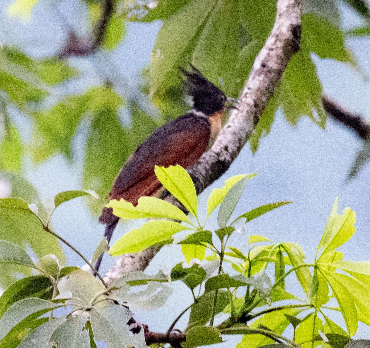 Chestnut-winged Cuckoo - ML640312701