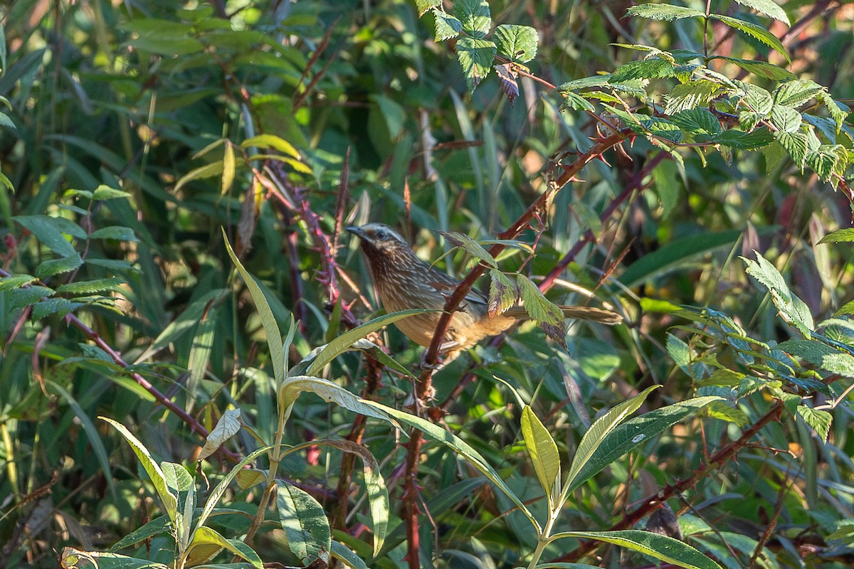 Striped Laughingthrush - ML640312709
