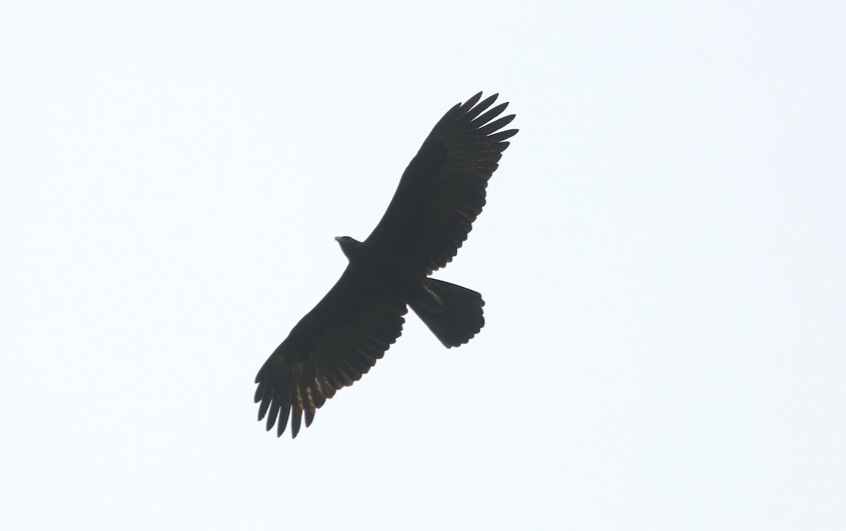Gurney's Eagle - ML640312760