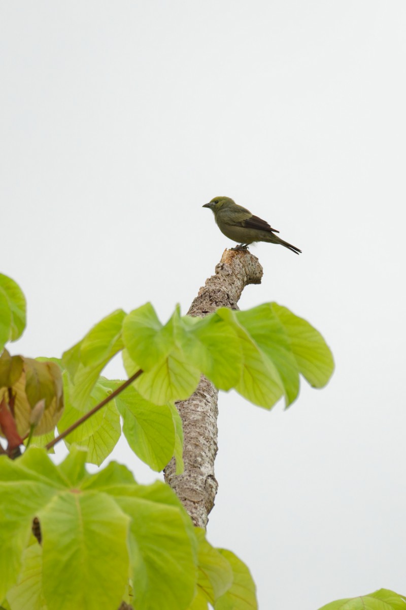 Palm Tanager - ML640312803
