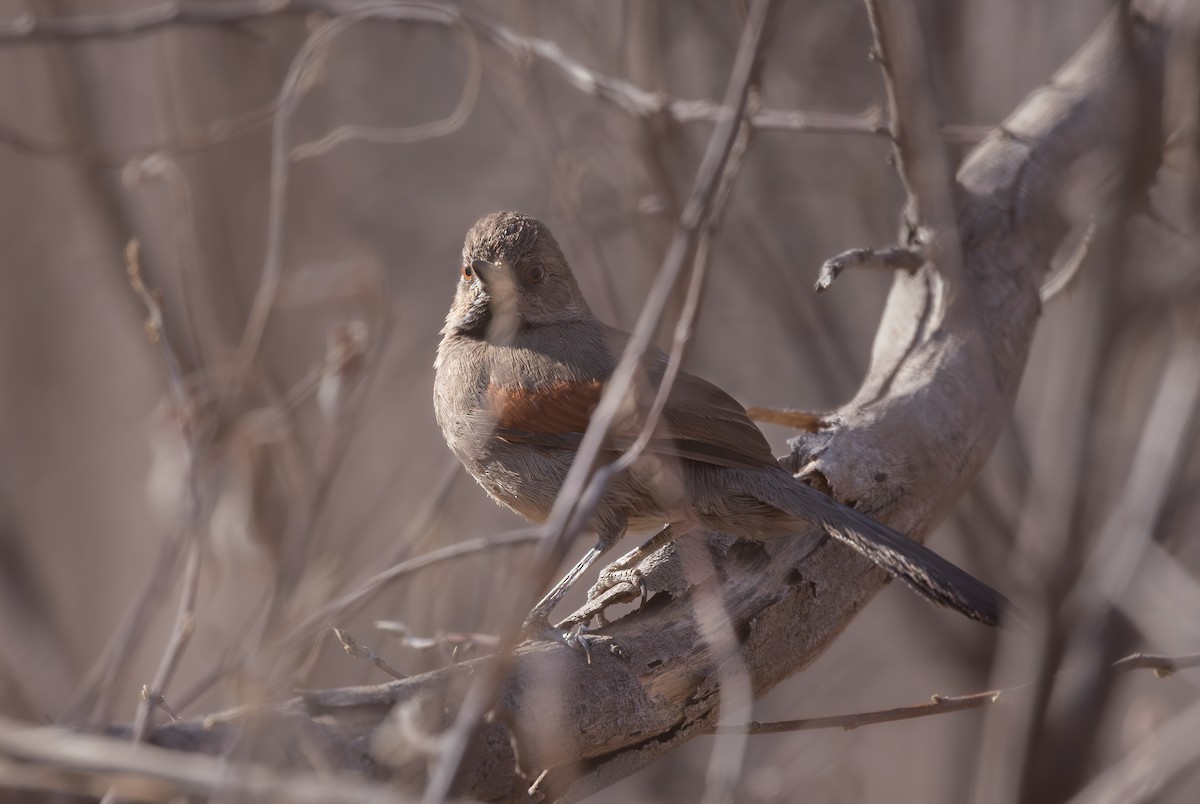 Red-shouldered Spinetail - ML640312809