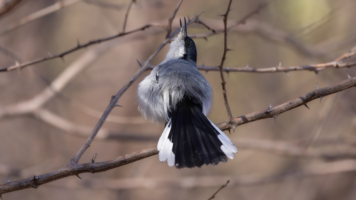 Tropical Gnatcatcher (atricapilla) - ML640312814