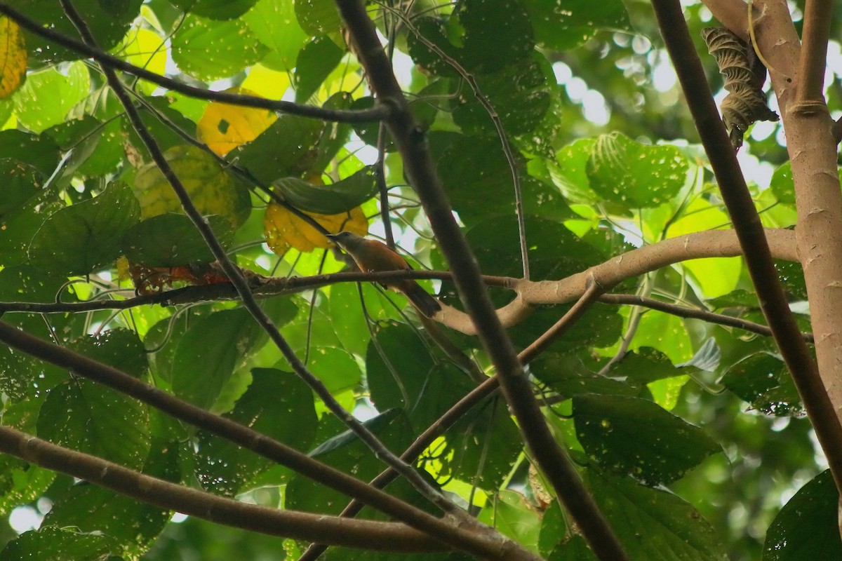 Raja Ampat Pitohui - ML640312829