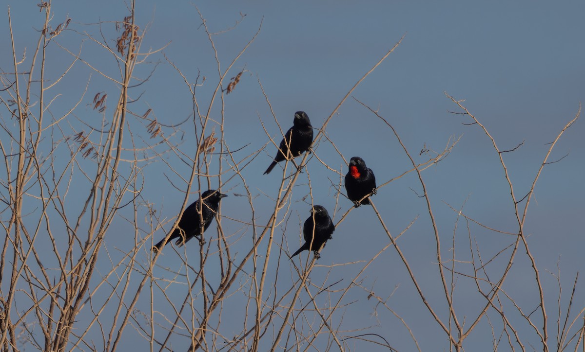 Scarlet-throated Tanager - ML640312830