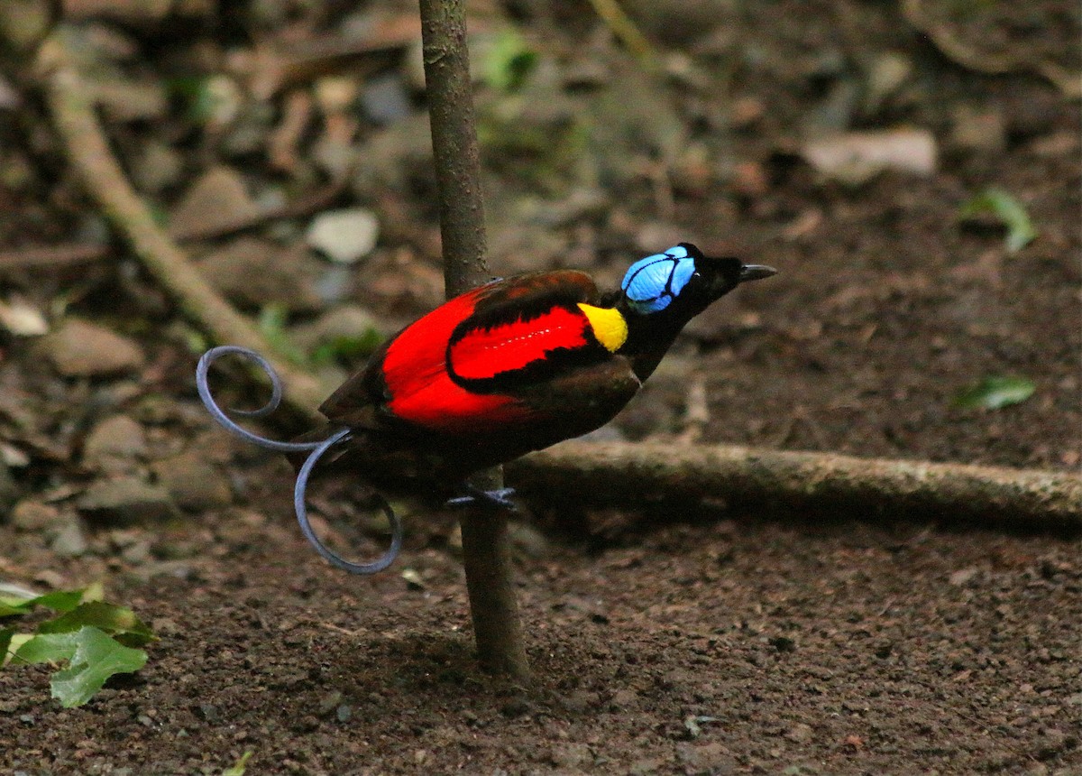 Wilson's Bird-of-Paradise - ML640312856