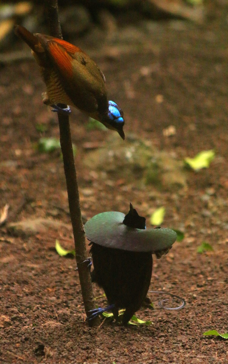 Wilson's Bird-of-Paradise - ML640312857
