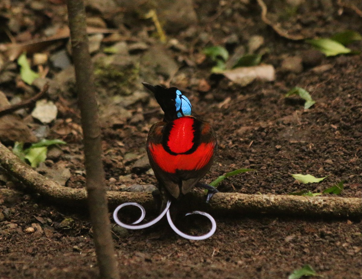 Wilson's Bird-of-Paradise - ML640312879