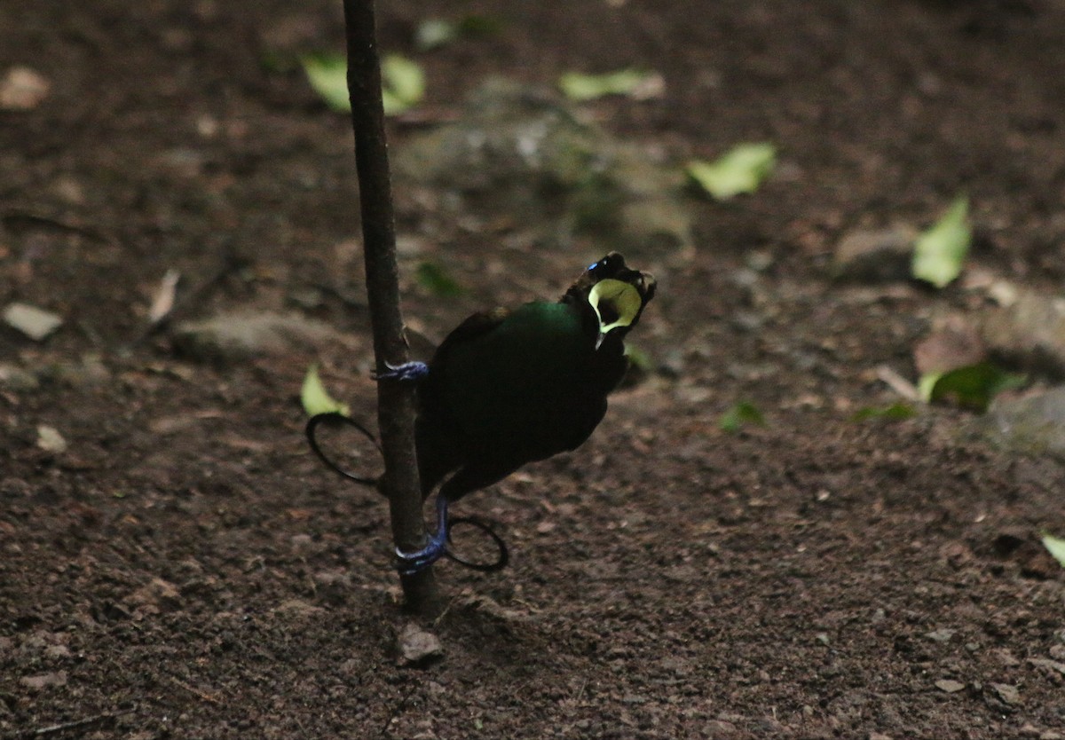 Wilson's Bird-of-Paradise - ML640312880
