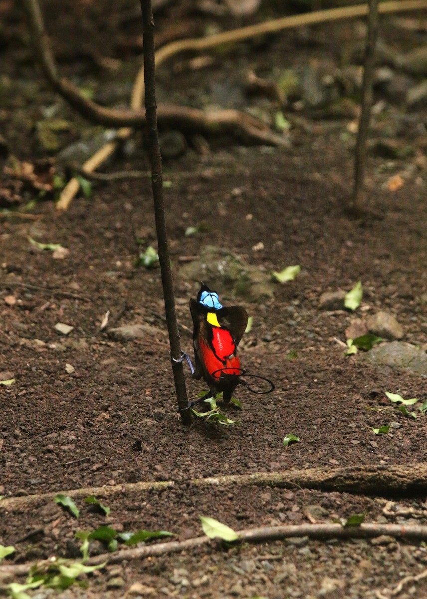 Wilson's Bird-of-Paradise - ML640312882