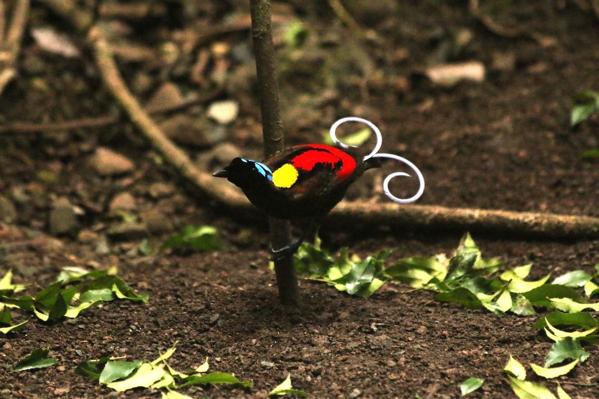 Wilson's Bird-of-Paradise - ML640312883