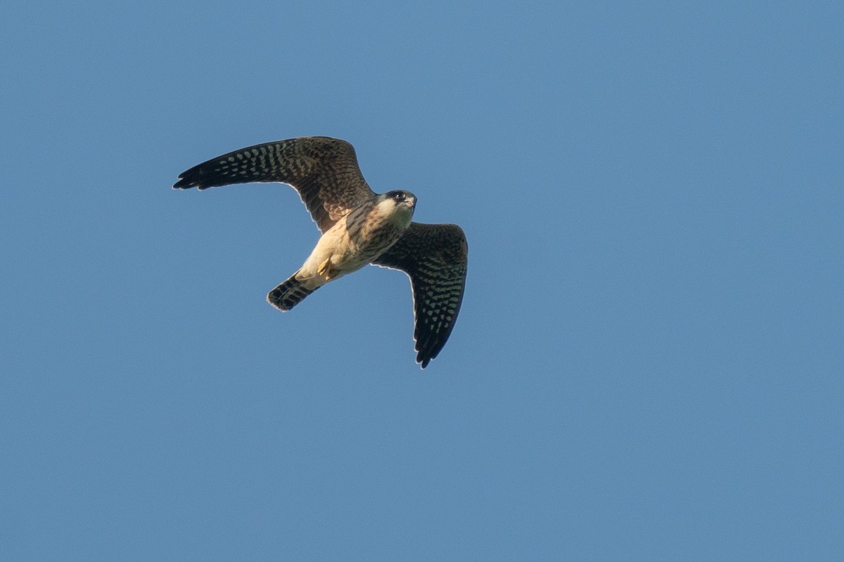 Aladoğan - ML640312893