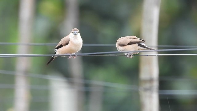 Indian Silverbill - ML640312909