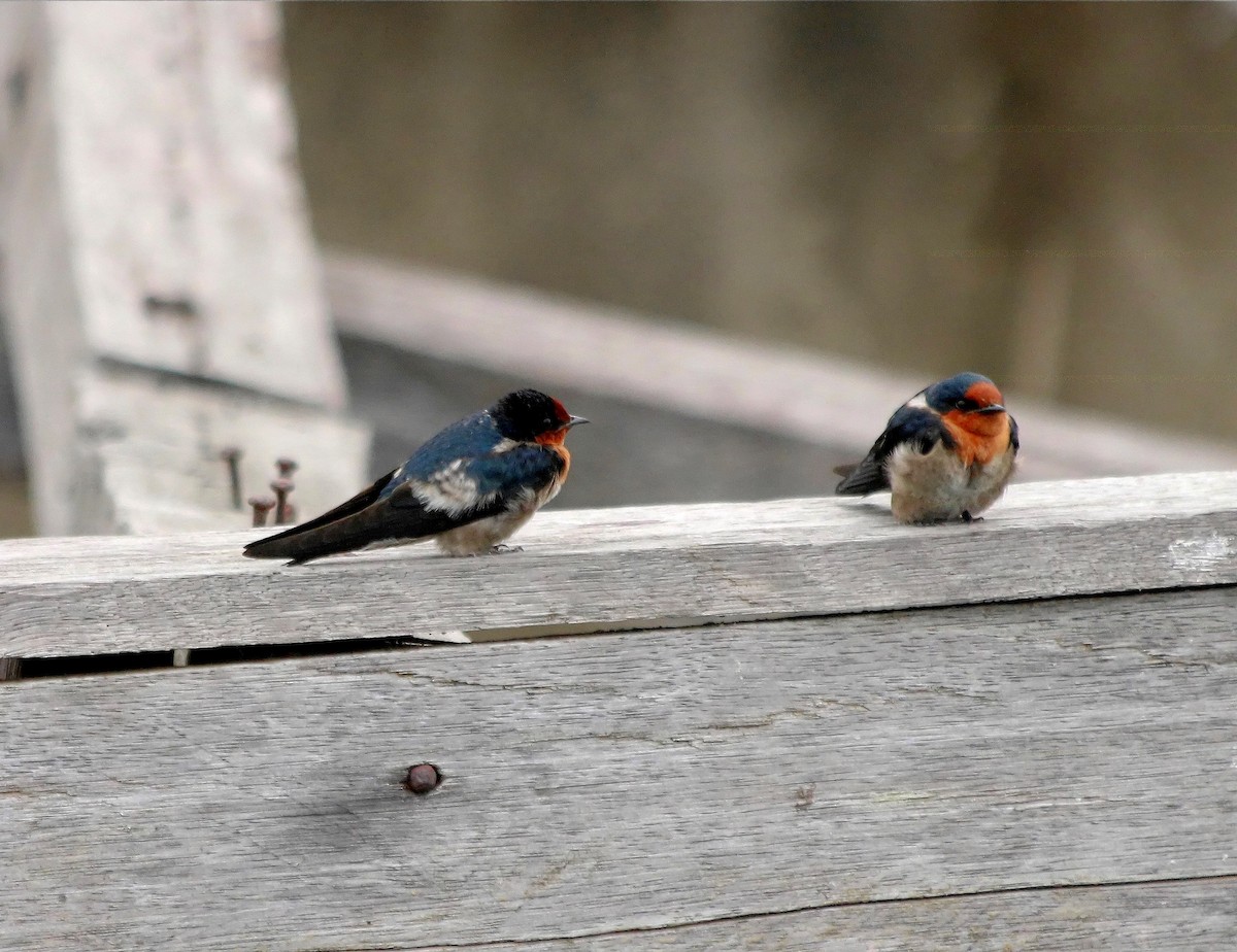 Pacific Swallow - ML640312910