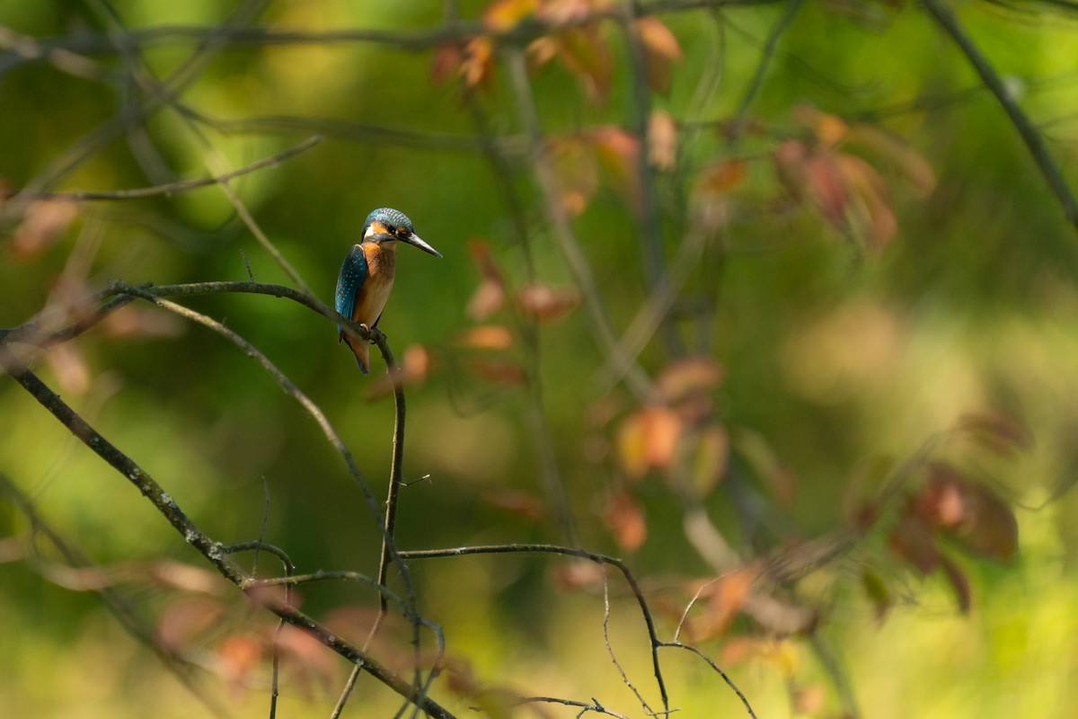 Yalıçapkını - ML640312929