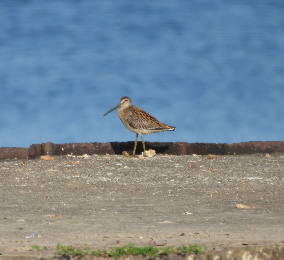 Short-billed Dowitcher - ML640312934