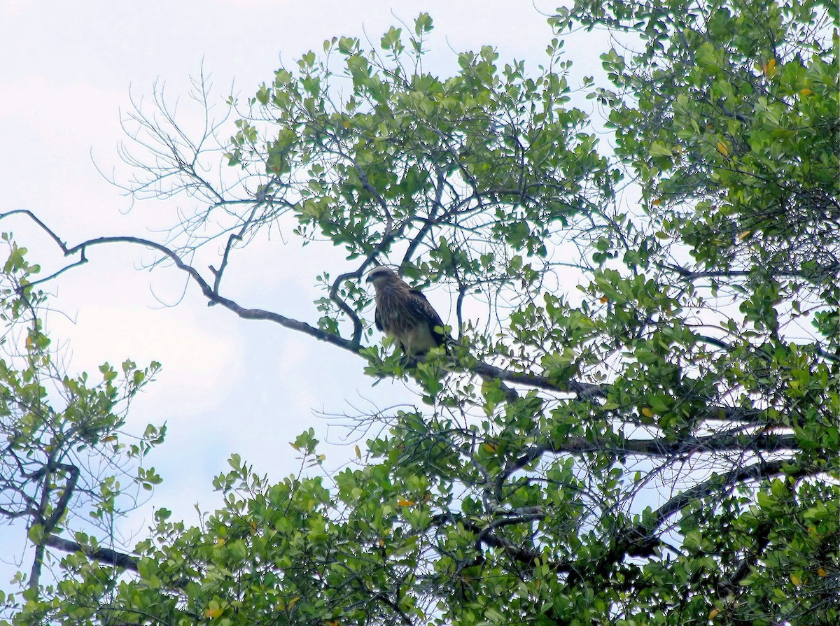 Brahminy Kite - ML640312940