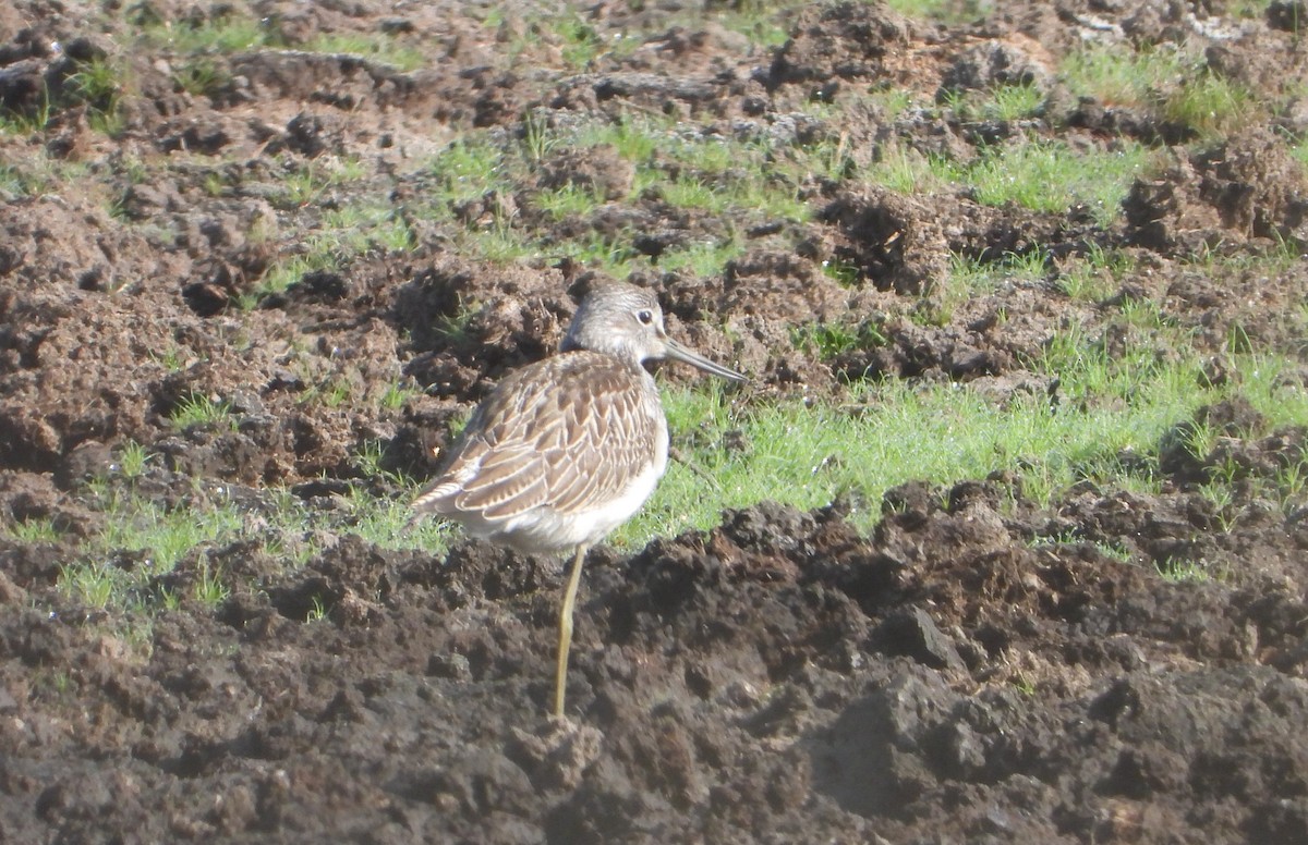 Common Greenshank - ML640312951