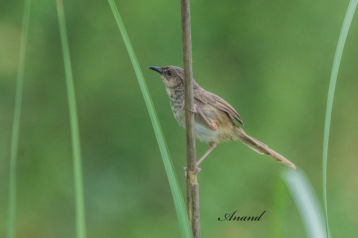 Prinia crinigère - ML640312967