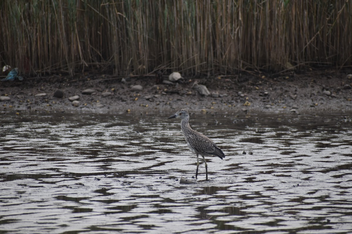 Yellow-crowned Night Heron - ML640312987