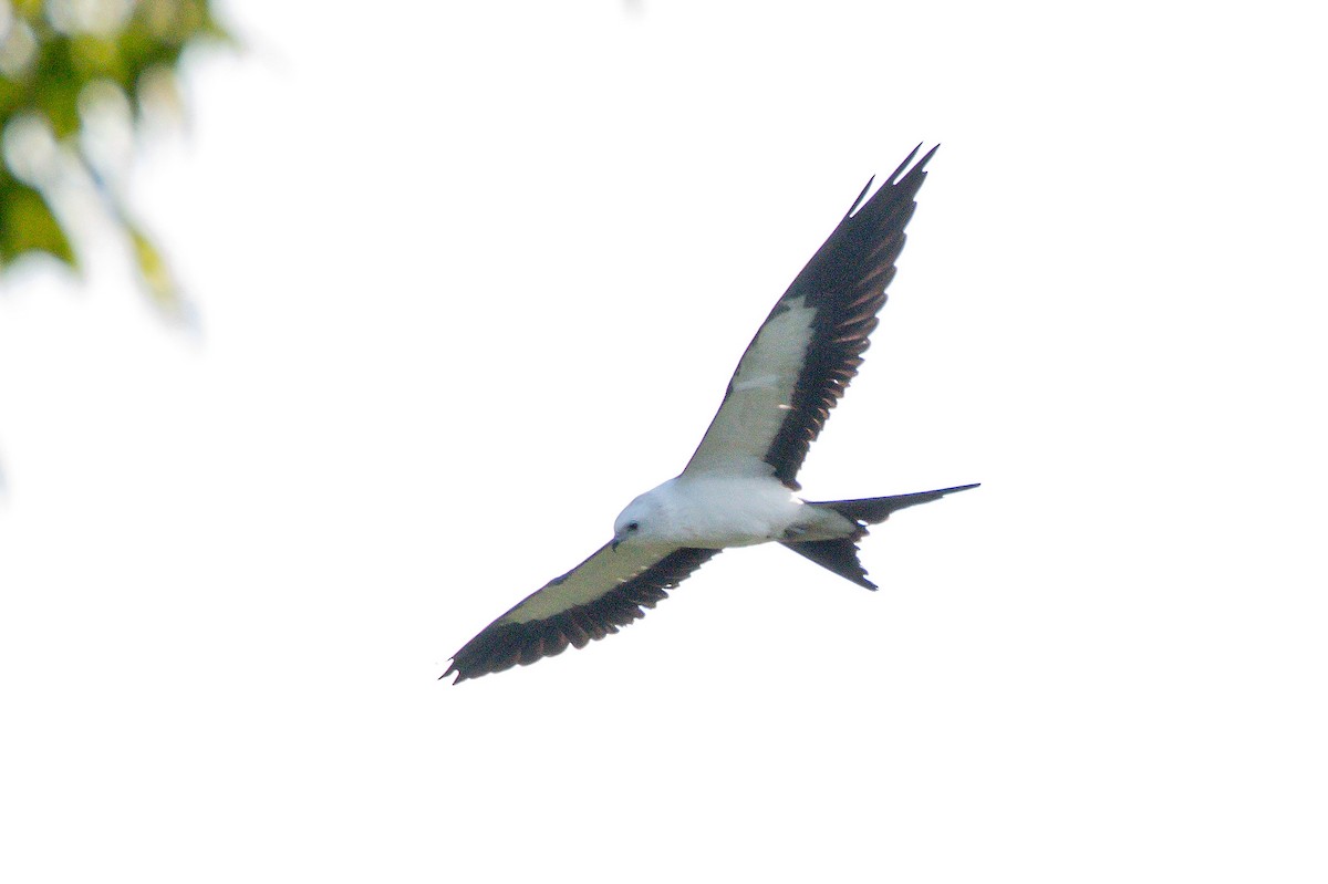 Swallow-tailed Kite - ML640313061