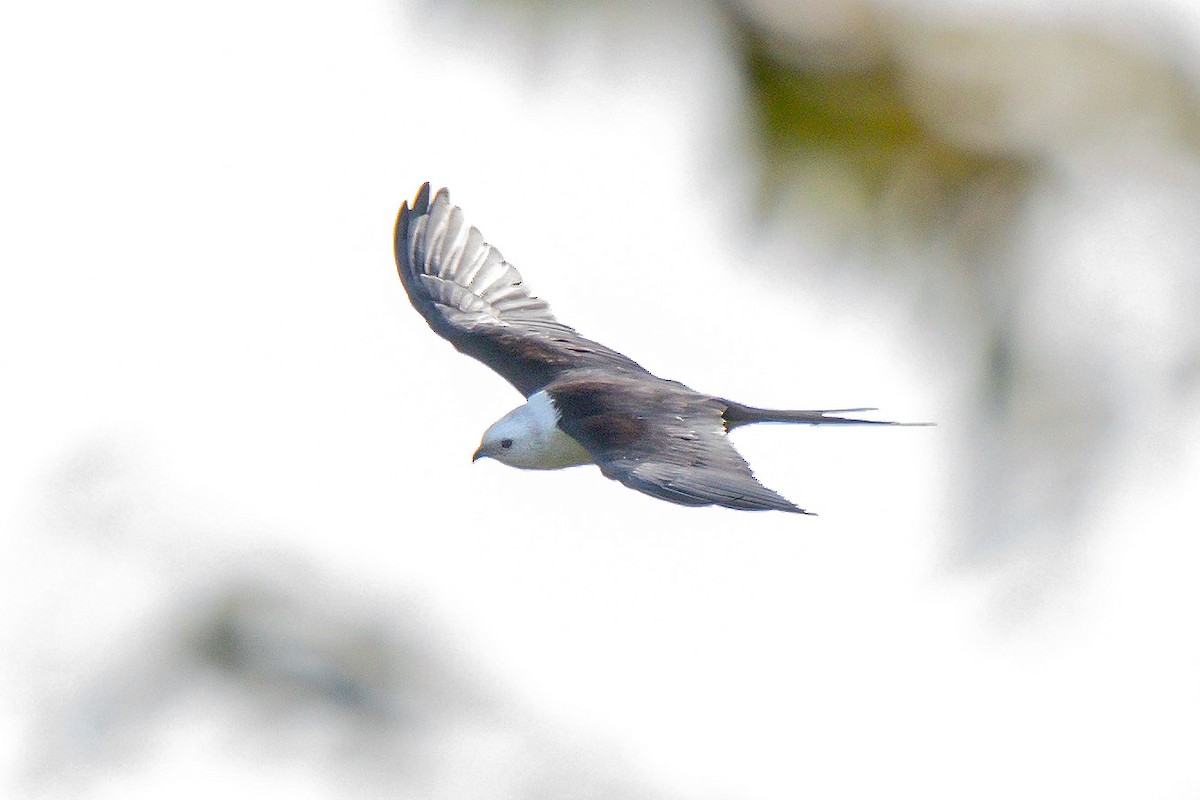 Swallow-tailed Kite - ML640313062