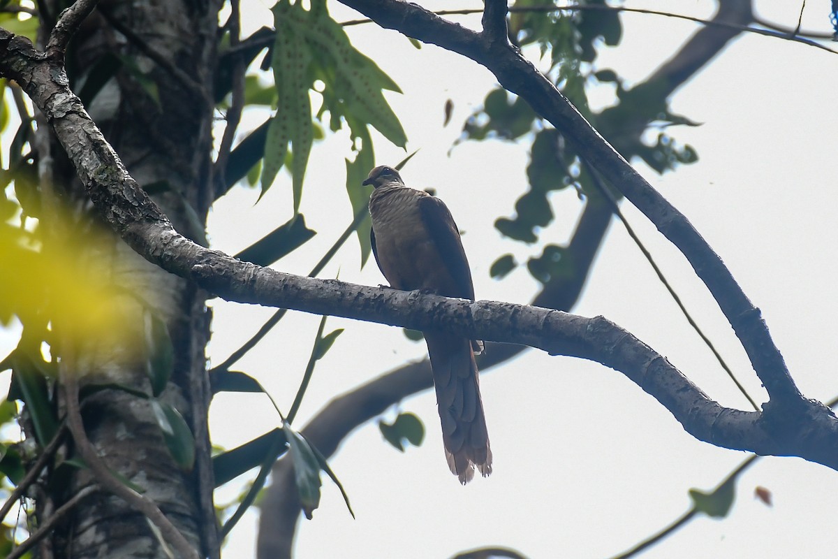Amboyna Cuckoo-Dove - ML640313075