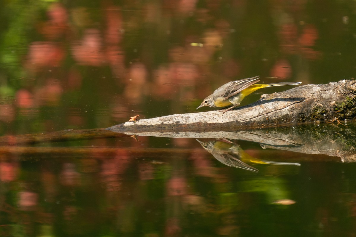 Dağ Kuyruksallayanı - ML640313084