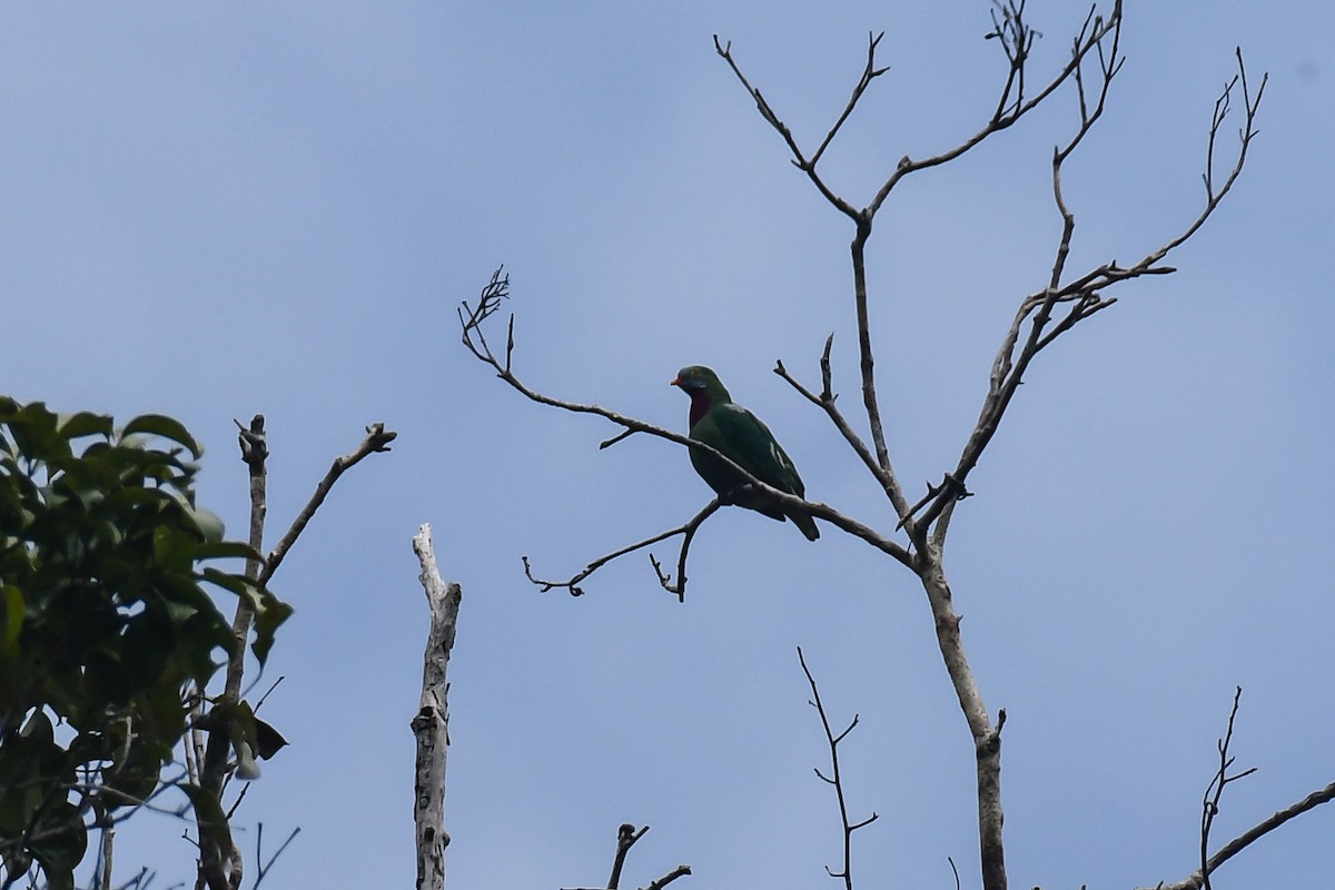 Claret-breasted Fruit-Dove - ML640313091