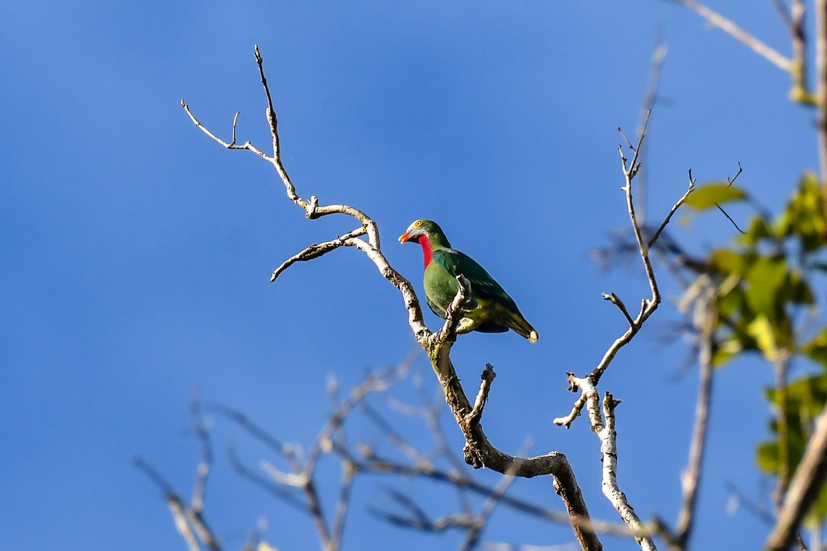 Claret-breasted Fruit-Dove - ML640313092