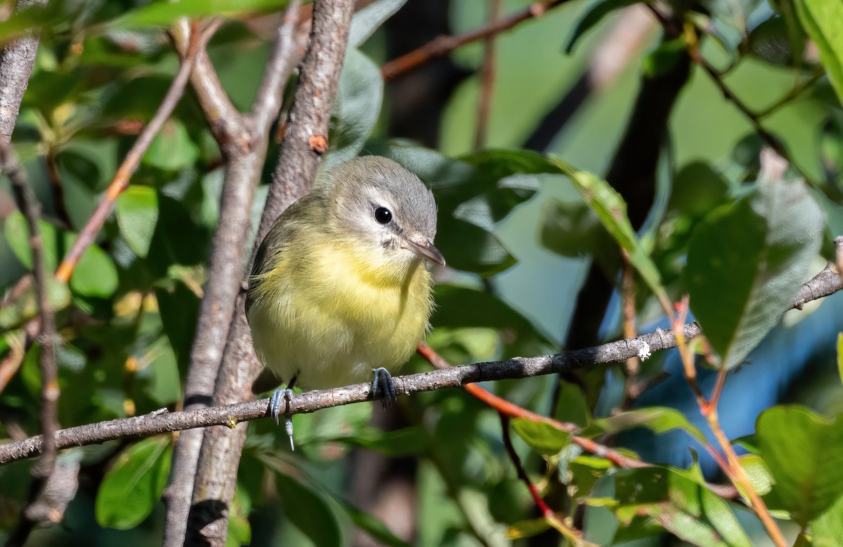 Philadelphia Vireo - ML640313100