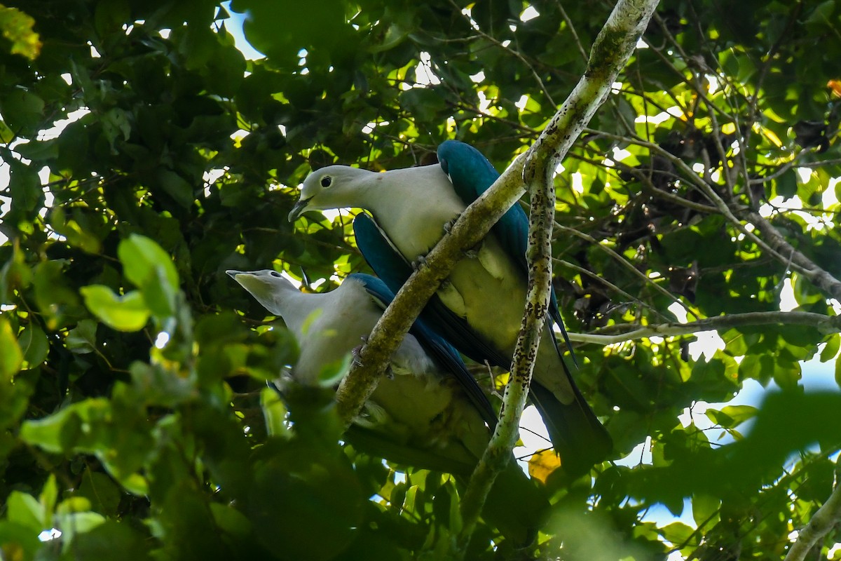 Seram Imperial-Pigeon - ML640313104