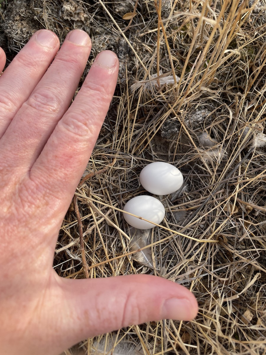 Mourning Dove - ML640313107