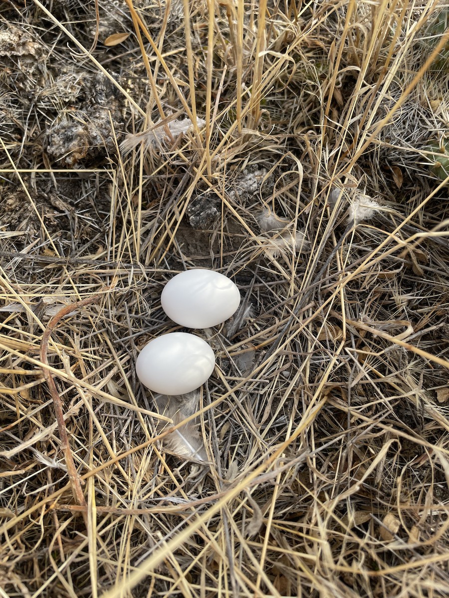 Mourning Dove - ML640313108