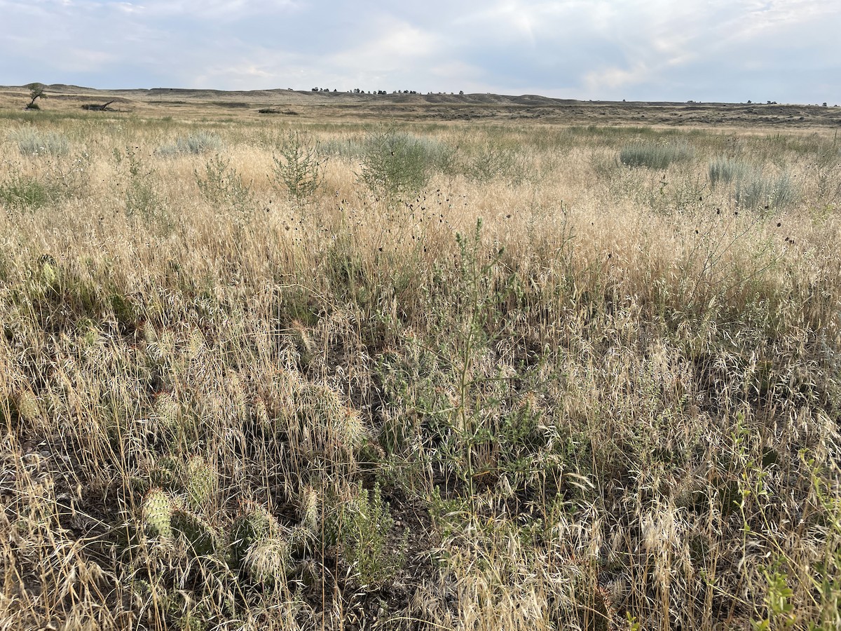 Mourning Dove - ML640313110