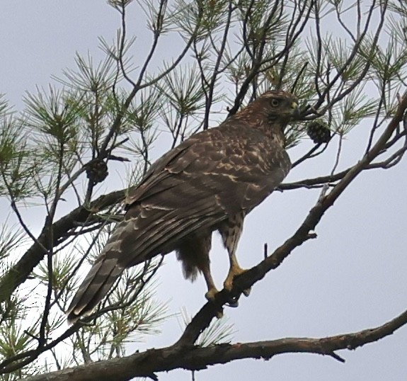 American Goshawk - ML640313139