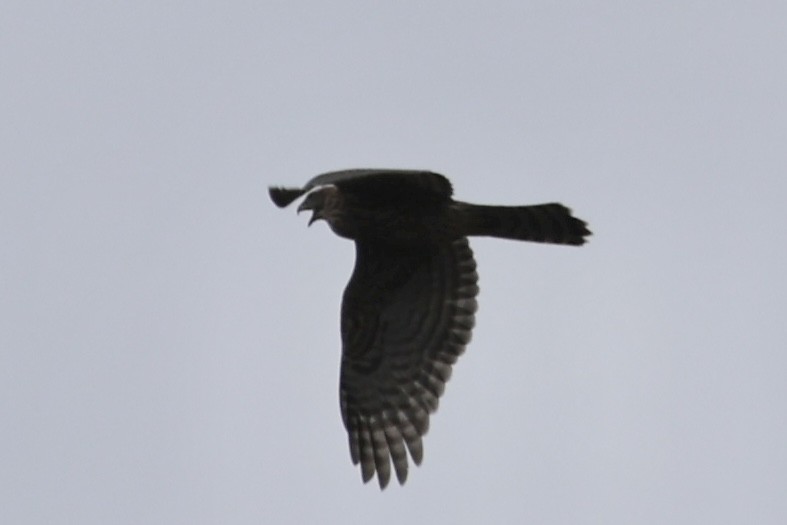 American Goshawk - ML640313140